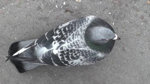 Calm pigeon