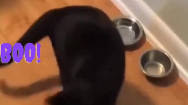 Funniest Cats