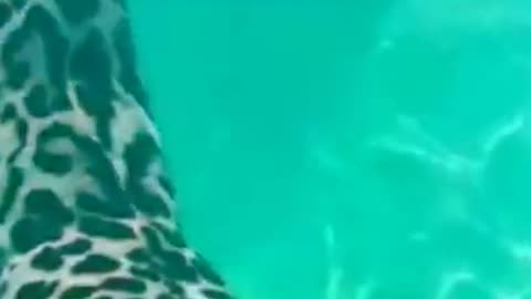 look how the jaguar dives deep