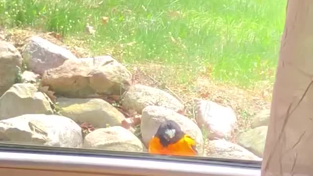 Oriole on the ledge