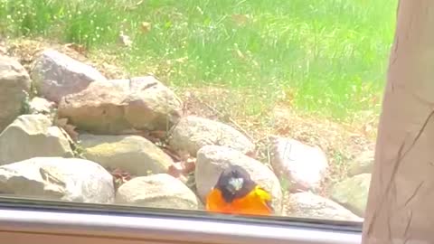 Oriole on the ledge