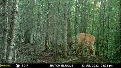 Doe and fawn.