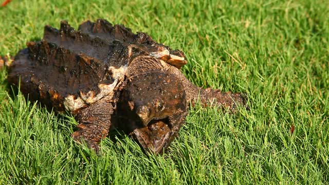 Alligator Snapping Turtle