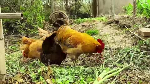 beautiful chicken on farm (14)