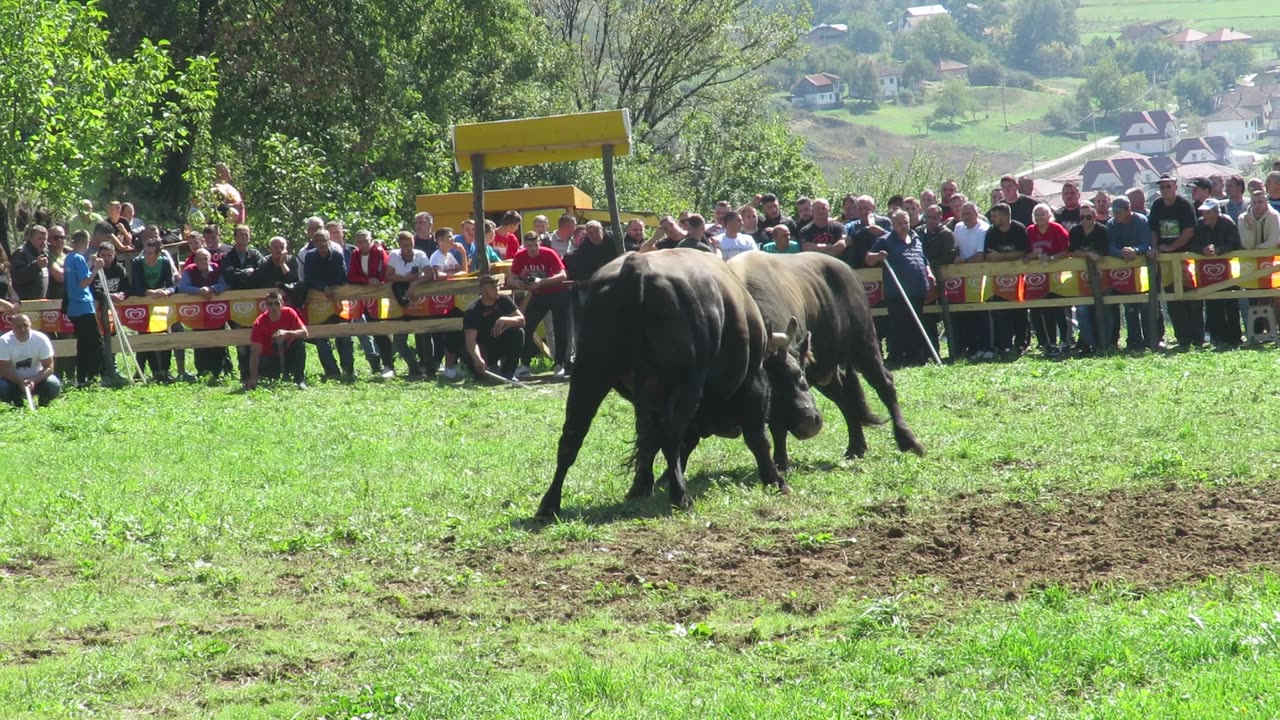 Džeri od Zorića vs Brizan od MI Blaško Goduša 2024