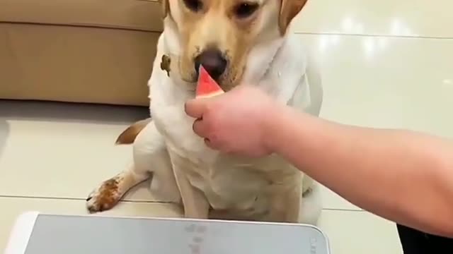 amazing 😍 viral # shorts