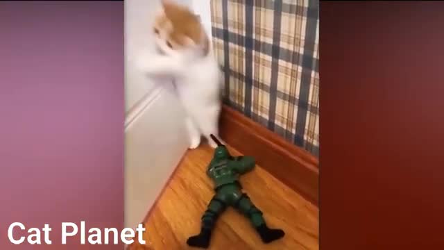 Funny Cat Fails Compilation 2021