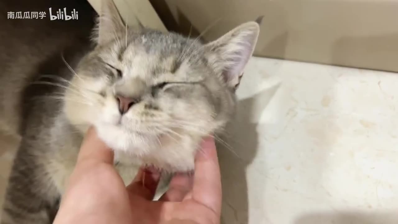 Best Funny Animal Videos Of The 2023 π€£ - Funniest Cats And Dogs Videos πΊπππΆ Funny cat & dog videos