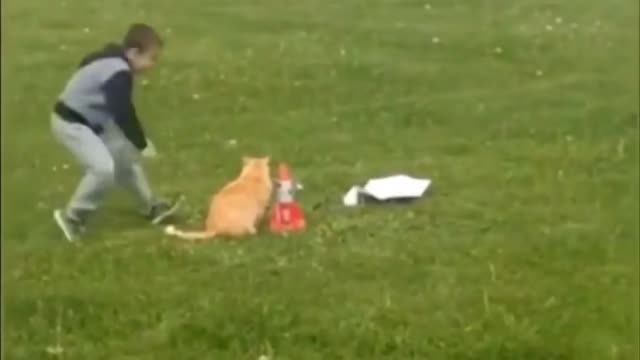 Cute animals videos