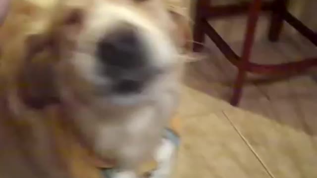 CUTE DOG WANTS TO BE PET