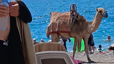 I found a Camel on the beach🤣🤣#shorts#fyp#beach#Turkey#funny#Turkey