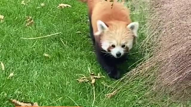 what if red pandas can fly