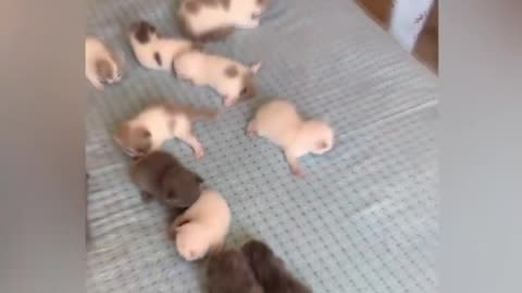 Golden Puppy Curiously Watching Baby Kittens