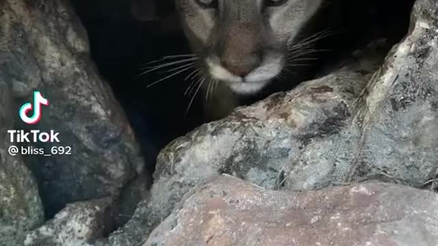 Close Encounter with Mountain Lion!