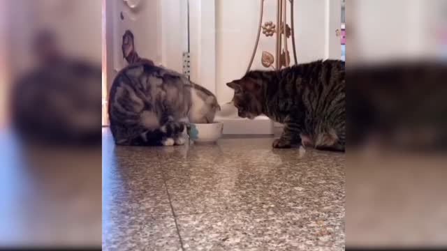 Baby cat funny e channel subscriber please free video upload