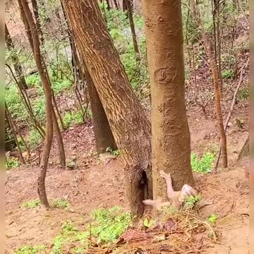 Funny Monkey trying to climb tree