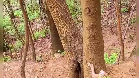 Funny Monkey trying to climb tree