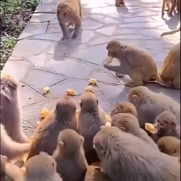 Monkey n Leader's are similar said by Mr. KP Oli