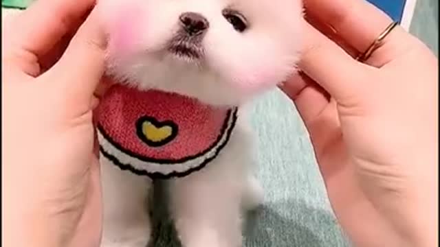 Cute Puppy