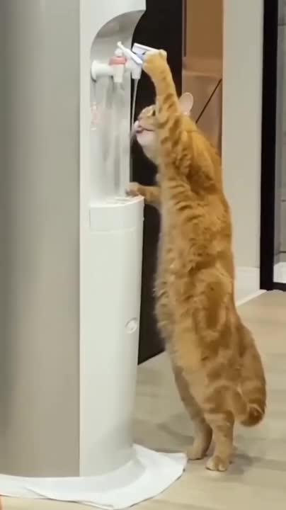 Cat drinking water 💦💦🤪😍/cute cats what's app status#shorts #short