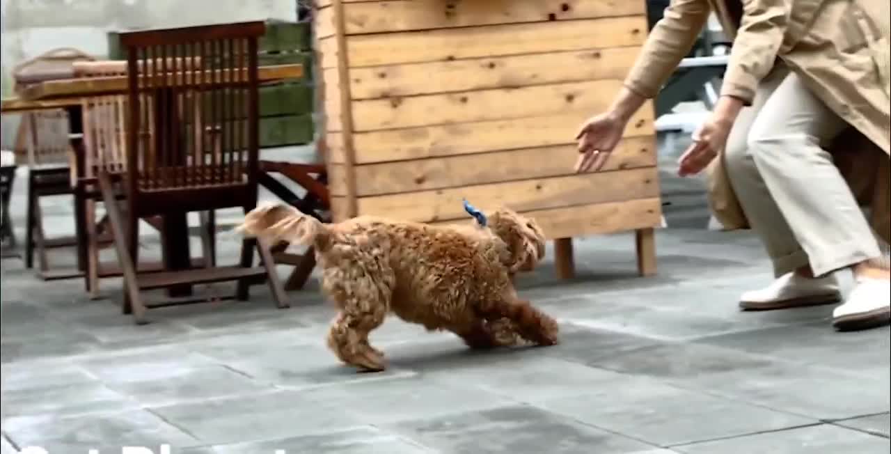 Puppy meets owner after long time