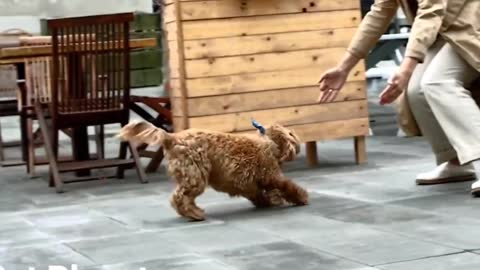 Puppy meets owner after long time