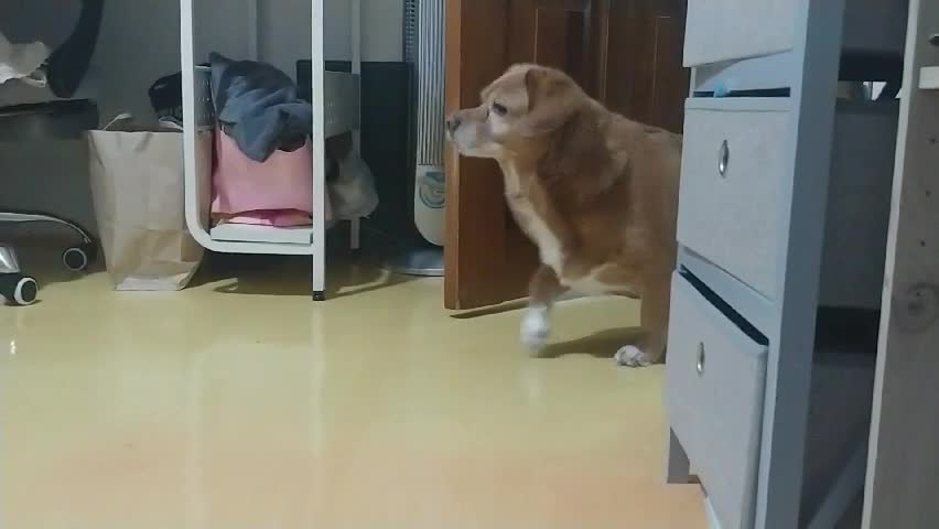 A puppy that comes running when its owner calls it