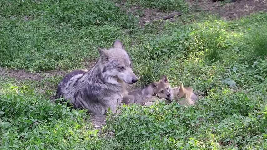 Wolf Fatherly Love