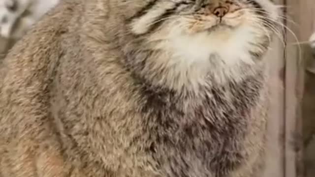 cat cuttest video