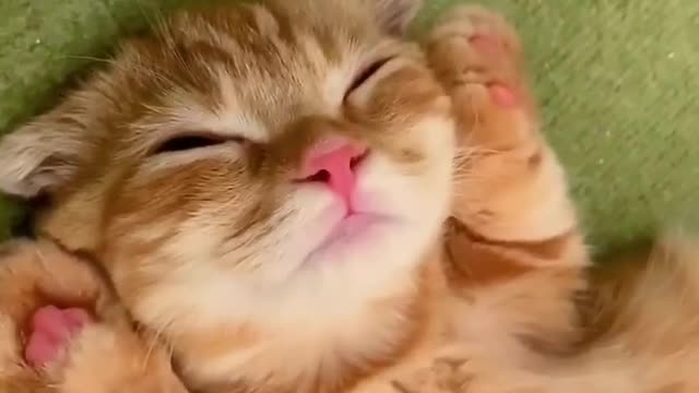 baby cats funny videos #4 | cat's doing funny things videos kittens