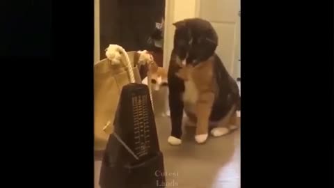 Funniest Dogs And Cats Videos Best Funny Animal Videos funny