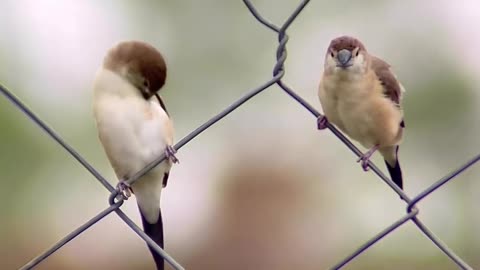 Indian Bird Click at mobile in village