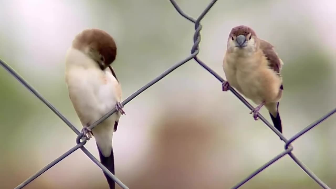 Indian Bird Click at mobile in village