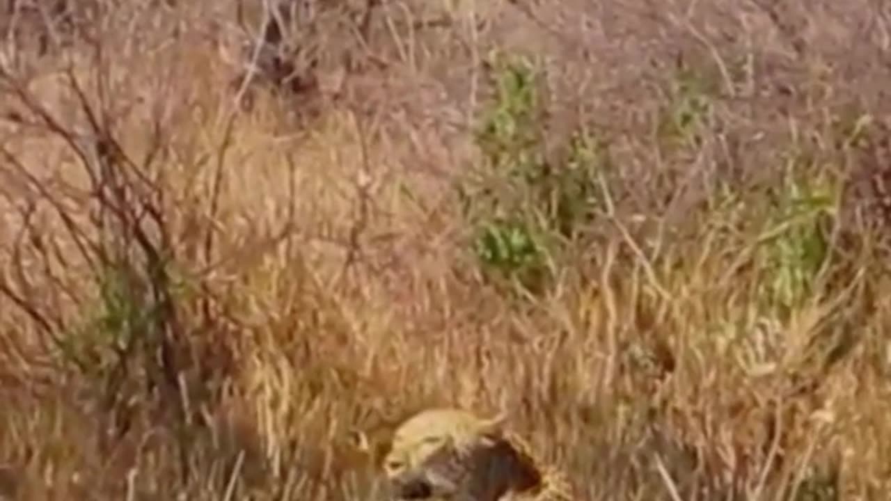 Leopard s fight #facts #ytshorts #youtubeshorts #ameging_facts #funfacts #shortvideo #animals