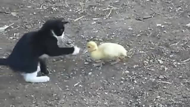 playful kitten enjoy wrestling with his duck friend