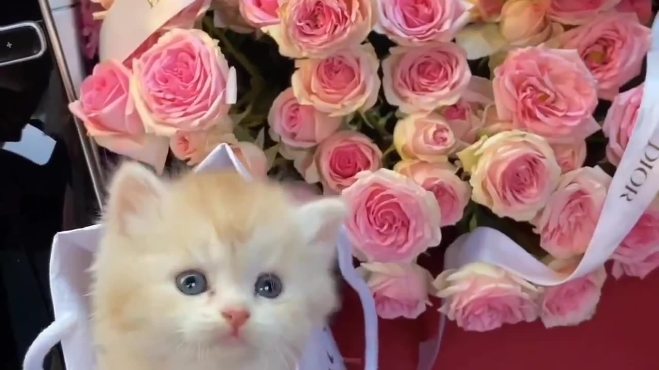 Cute Baby Kitten 🐈🐾🐈🐾