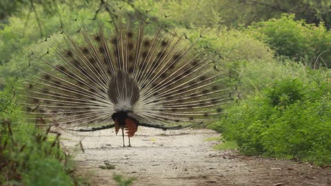 have you see peacock spread out its feathers ??