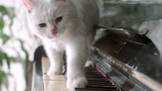 The cat plays the piano