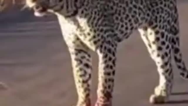 Porcupine Quills Defense Against Leopard 😱.mp4