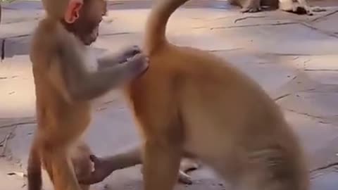 Monkey funny video