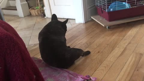 Nsfw black dog touching middle part and rubbing it