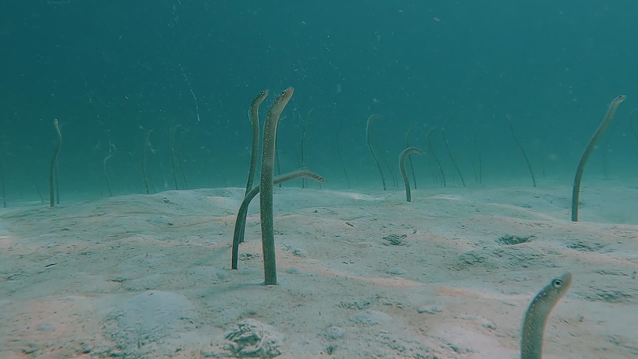 Eels Emerge From Sea Floor