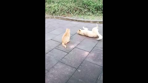 cats and dogs fights