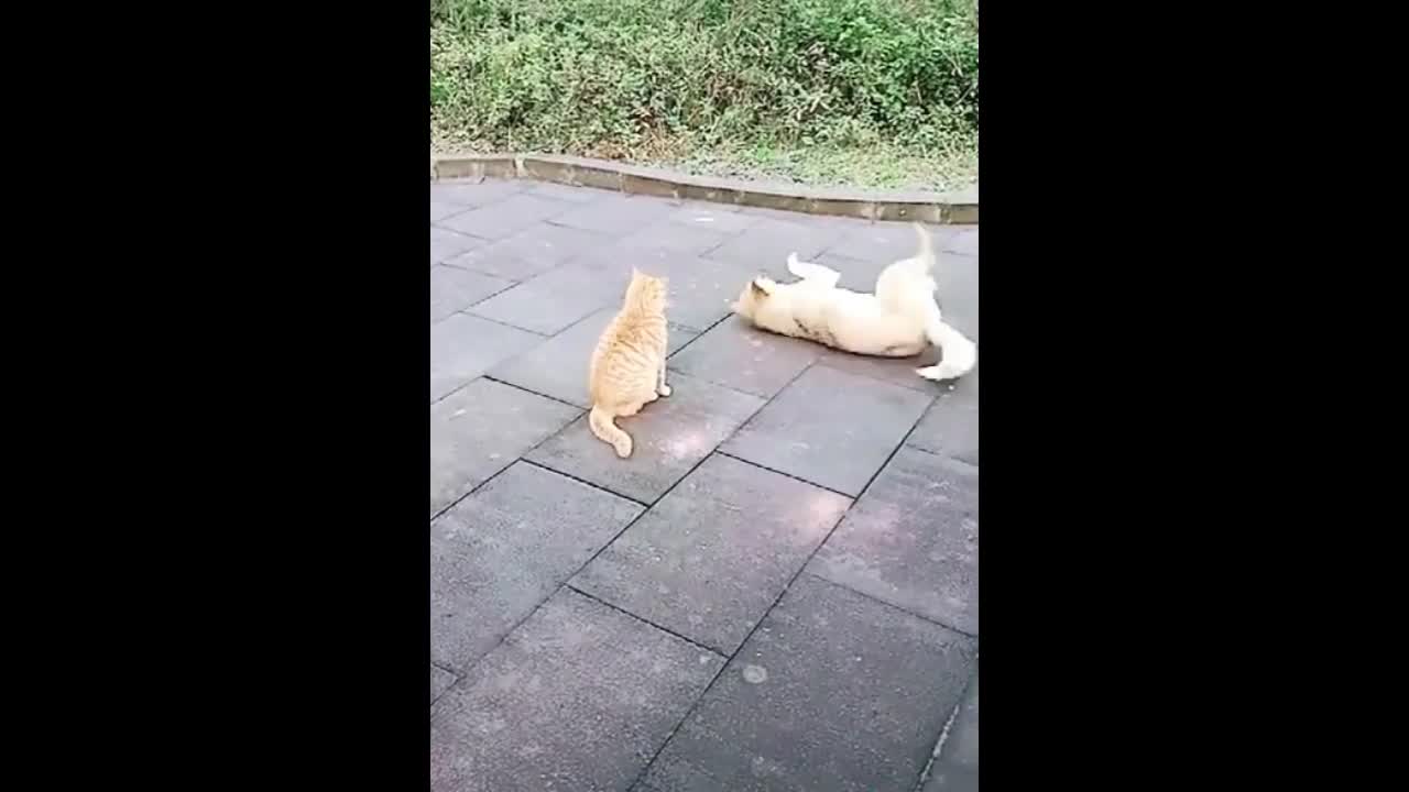 cats and dogs fights