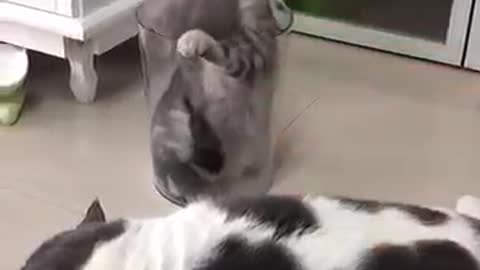 Best Funny Cat Videos