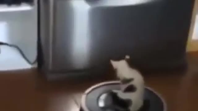Funny videos of pets