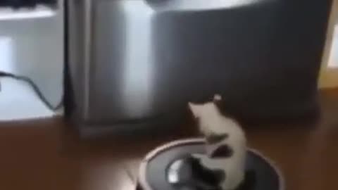 Funny videos of pets