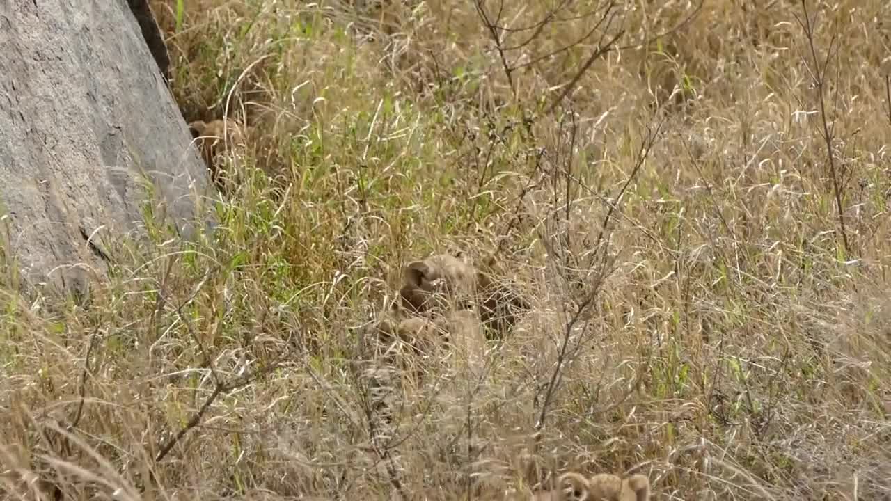 Cute Adorable! SIX LION CUBS enjoy their first outdoor adventure