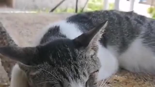 So many cute kittens videos compilation #05