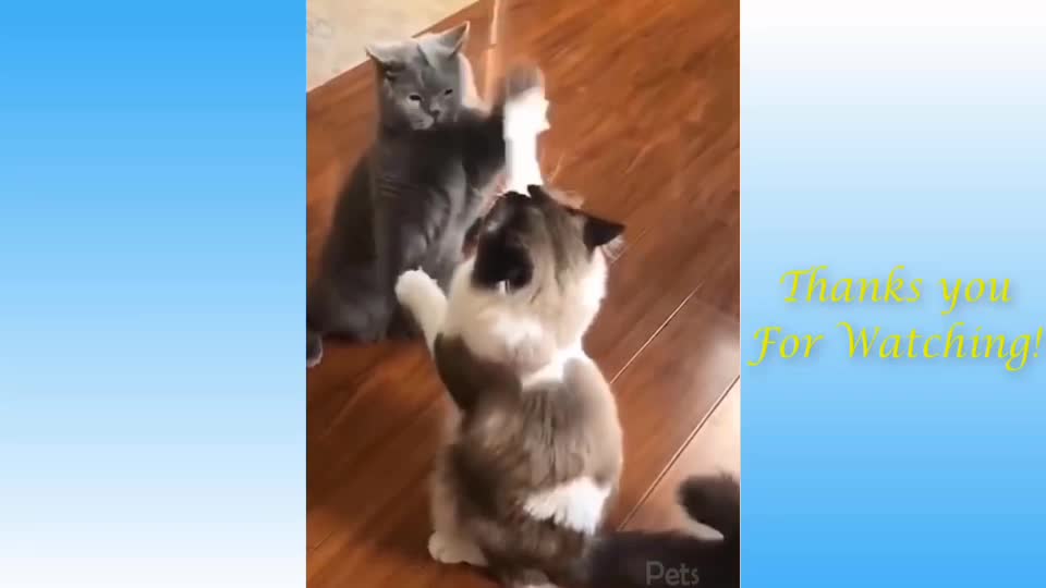 Funniest Cats playing